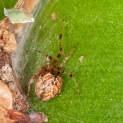 Cryptachaea veruculata (Diamondback comb-footed spider) at Symonston, ACT - 1 Jul 2021 by rawshorty
