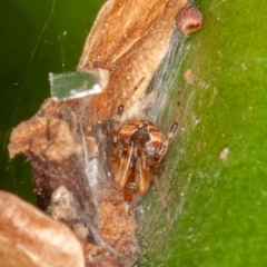 Cryptachaea veruculata at Symonston, ACT - 1 Jul 2021