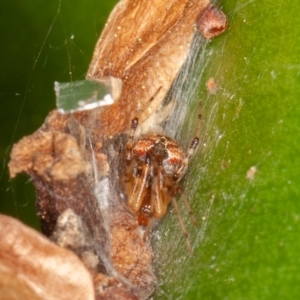 Cryptachaea veruculata at Symonston, ACT - 1 Jul 2021 12:26 PM