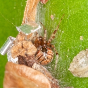 Cryptachaea veruculata at Symonston, ACT - 1 Jul 2021