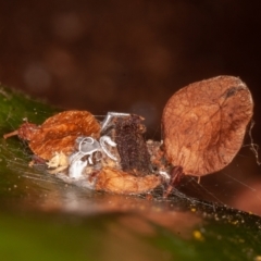 Cryptachaea veruculata at Symonston, ACT - 1 Jul 2021 12:26 PM