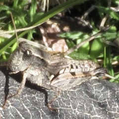 Phaulacridium vittatum (Wingless Grasshopper) at Tuggeranong Hill - 29 Jun 2021 by RobParnell