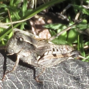 Phaulacridium vittatum at Conder, ACT - 29 Jun 2021 12:19 PM