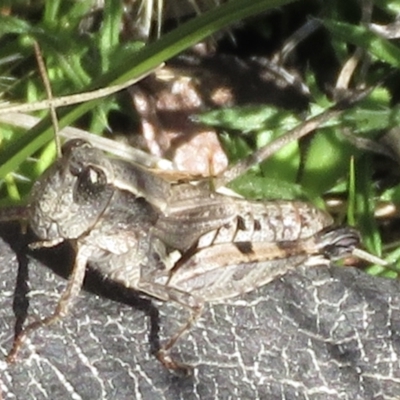 Phaulacridium vittatum (Wingless Grasshopper) at Tuggeranong Hill - 29 Jun 2021 by RobParnell
