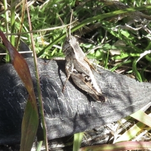 Phaulacridium vittatum at Conder, ACT - 29 Jun 2021