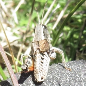 Phaulacridium vittatum at Conder, ACT - 29 Jun 2021