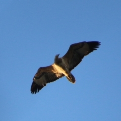 Haliaeetus leucogaster (White-bellied Sea-Eagle) at Guerilla Bay, NSW - 29 May 2021 by LisaH