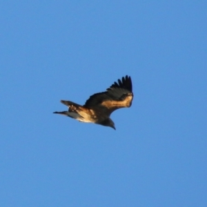 Haliaeetus leucogaster at Guerilla Bay, NSW - 29 May 2021