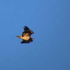 Haliaeetus leucogaster at Guerilla Bay, NSW - 29 May 2021