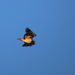 Haliaeetus leucogaster at Guerilla Bay, NSW - 29 May 2021