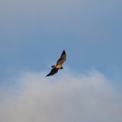 Haliaeetus leucogaster at Guerilla Bay, NSW - 29 May 2021