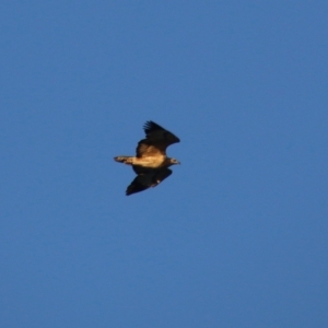 Haliaeetus leucogaster at Guerilla Bay, NSW - 29 May 2021 05:09 PM