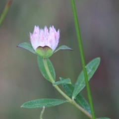 Pimelea sp. (Rice Flower) at Moruya, NSW - 1 Jul 2021 by LisaH