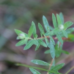 Pimelea sp. at Moruya, NSW - 1 Jul 2021