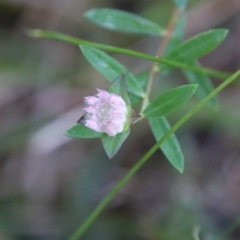 Pimelea sp. at Moruya, NSW - 1 Jul 2021