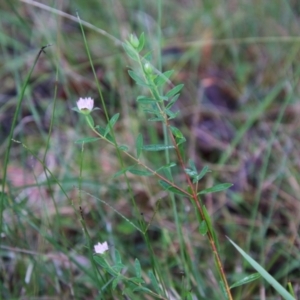 Pimelea sp. at Moruya, NSW - 1 Jul 2021