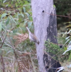 Colluricincla harmonica (Grey Shrikethrush) at Broulee Moruya Nature Observation Area - 1 Jul 2021 by LisaH