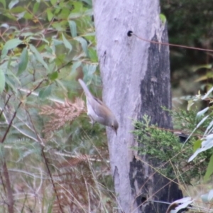 Colluricincla harmonica at Moruya, NSW - 1 Jul 2021