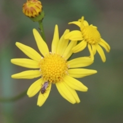 Senecio madagascariensis (Madagascan Fireweed, Fireweed) at Broulee Moruya Nature Observation Area - 1 Jul 2021 by LisaH