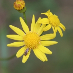 Senecio madagascariensis at Moruya, NSW - suppressed