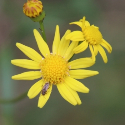 Senecio madagascariensis (Madagascan Fireweed, Fireweed) at Broulee Moruya Nature Observation Area - 1 Jul 2021 by LisaH