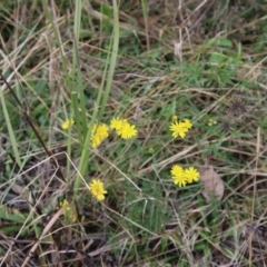 Senecio madagascariensis at Moruya, NSW - suppressed