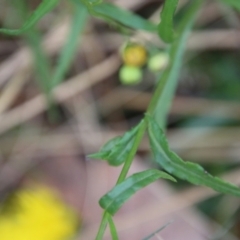 Senecio madagascariensis at Moruya, NSW - suppressed