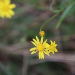 Senecio madagascariensis at Moruya, NSW - suppressed