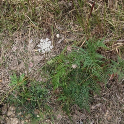 Daucus carota (Wild Carrot) at Moruya, NSW - 1 Jul 2021 by LisaH