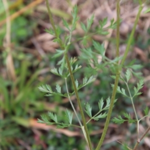 Daucus carota at Moruya, NSW - 1 Jul 2021