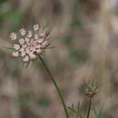 Daucus carota at Moruya, NSW - 1 Jul 2021