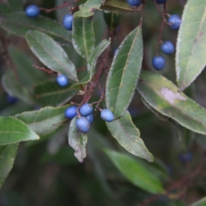 Elaeocarpus reticulatus at Broulee, NSW - 1 Jul 2021