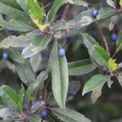 Elaeocarpus reticulatus at Broulee, NSW - suppressed