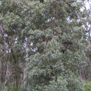 Elaeocarpus reticulatus at Broulee, NSW - suppressed