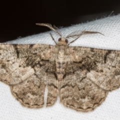 Unplaced externaria (Mahogany Bark Moth (formerly Hypomecis externaria)) at Melba, ACT - 1 Dec 2018 by Bron