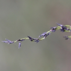 Lepidosperma laterale by LisaH