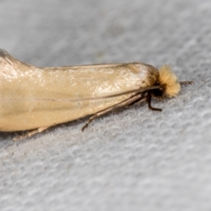 Edosa idiochroa at Melba, ACT - 1 Dec 2018