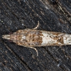 Crocidosema plebejana (Cotton Tipworm Moth) at Melba, ACT - 1 Dec 2018 by Bron