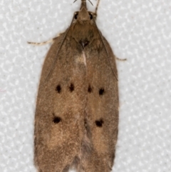 Doleromima hypoxantha (A Gelechioid moth) at Melba, ACT - 1 Dec 2018 by Bron