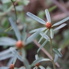 Unverified Plant by LisaH
