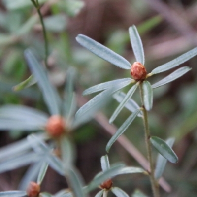 Unverified Plant by LisaH