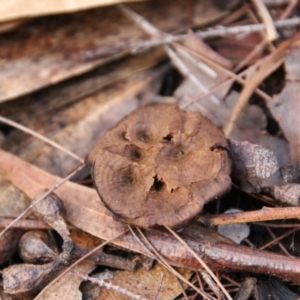 Coltricia sp. at Moruya, NSW - suppressed