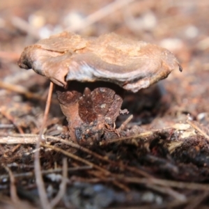 Coltricia sp. at Moruya, NSW - suppressed