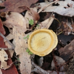 Unidentified Cup or disk - with no 'eggs' at Moruya, NSW - 30 Jun 2021 by LisaH