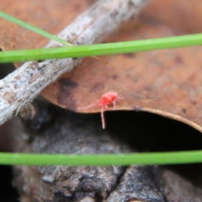 Unidentified Mite and Tick (Acarina) at Broulee Moruya Nature Observation Area - 30 Jun 2021 by LisaH