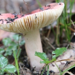 Russula sp. (genus) at Moruya, NSW - 30 Jun 2021