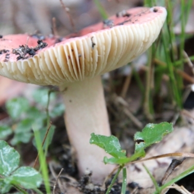 Russula sp. (genus) (Russula) at Moruya, NSW - 30 Jun 2021 by LisaH