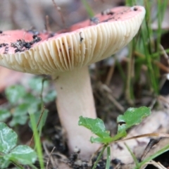 Unidentified Cup or disk - with no 'eggs' (TBC) at Moruya, NSW - 30 Jun 2021 by LisaH