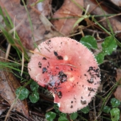 Russula sp. (genus) at Moruya, NSW - suppressed