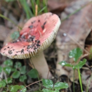 Russula sp. (genus) at Moruya, NSW - suppressed